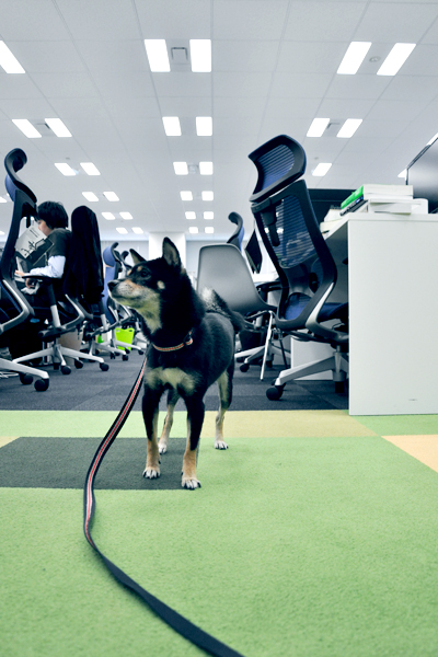 元気で人なつっこい社員犬、マメ柴のチョビ。メス4歳。社員持ち回りで、お世話をしているとか