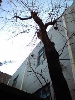 葉っぱがなくなってスッキリしてしまった木。ちょっと寒そう！