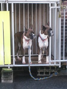 会社の近所にいる怖い犬たち