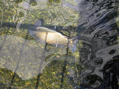 鯉も発見