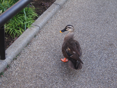 かわいいカモもいました