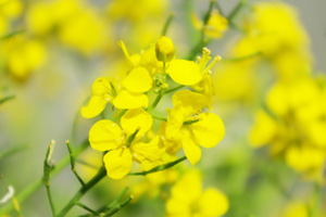 菜の花もキレイに咲いていました