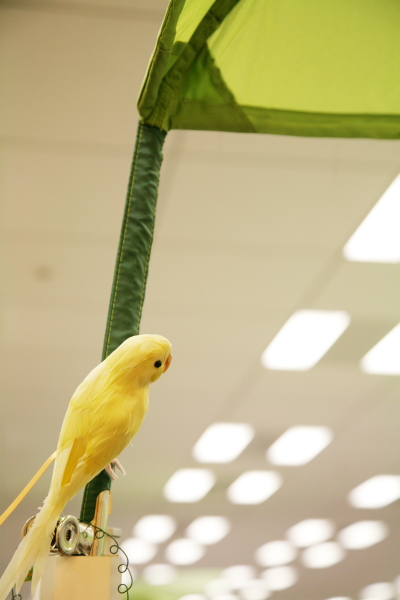 22階に広がるハンゲームの執務室。葉っぱの傘がユニーク。