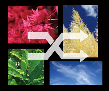 アクセスするごとに画像をランダムに表示することで、同じページでも新鮮な印象を与えることができる。画像の縦横比が異なる場合でもレイアウトを崩さない方法を紹介しよう。