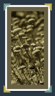 【4-2】縦横比がバラバラの画像に装飾をする際に役立つ