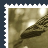 【5-4】現在webkit 系で繰り返しを揃えるためには、ボックス要素の数値を固定にするなどの工夫が必要だ