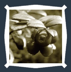 【6-1】1枚の画像から異なる見た目のボーダーをつくることができる