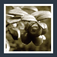 【7-2】正式対応までは、このようにborderを併用する手段もある