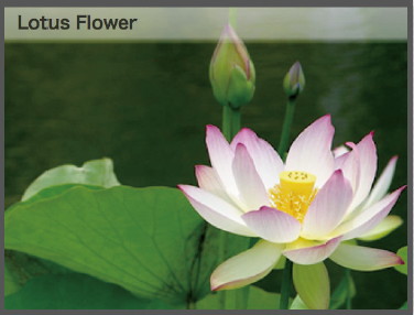 【4-2】すりガラスのようなキャプション背景