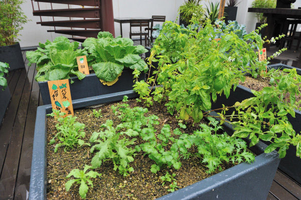 オフィスから自然に直通。というわけで楽しく家庭菜園。レタス、パセリ、白菜、大根などの栽培を通じて社内コミュニケーションも活性化。社員の間には、ガーデンに足繁く通う、といった楽しみが生まれるとか