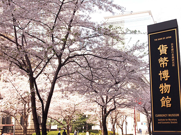 日本銀行金融研究所　貨幣博物館前の桜