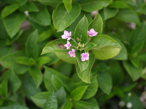 絞り優先AE（F2.8、1/50）、ISO100、ホワイトバランスオートで撮影