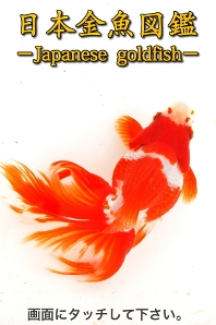 日本金魚図鑑のTOP画面