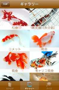 ギャラリーでは、普段お店などでは見ることが出来ない金魚の品評会で賞を受賞した個体が撮影されている