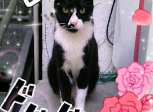 写真を漫画風にデコレーションできるAndroidアプリ「デコまんが COMICMAKER」が公開