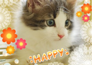 BIGLOBE、ペット専用SNSアプリ「ペットカメラ」のiPhone版を提供開始