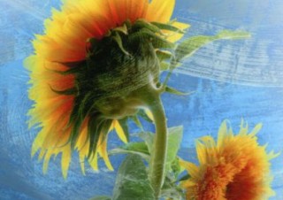 堀 節子・辻満 芳雄 デジタルフォトアート展「花あわせ」