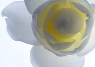 林雅之写真展「Living Flowers」