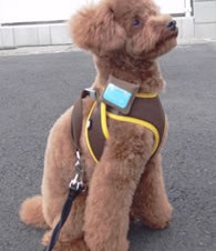 富士通、ペットの健康管理をサポートするクラウドサービスを発表 