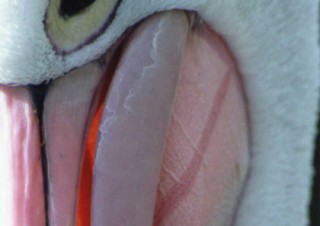 工藤さつ写真展「和［ZOO］」