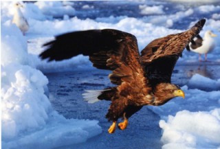 ネイチャーフォト「青」の会　第27回 写真展「自然からのメッセージ」