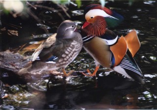 仙葉烈写真展「おしどり百景Vol.2」