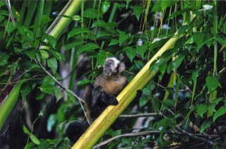 若松憲昭写真展「小さな命たち─アマゾン川源流部（ペルー、ボリビア）─」