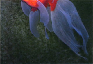 東京都／宝田久人写真展「どめすちっく ジャパーン！」