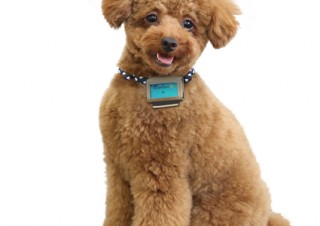 富士通、犬専用の歩数計を活用してペットの健康を管理するクラウドサービスを提供開始