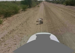 Google、ストリートビュー撮影時のロバひき逃げ疑惑について否定