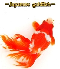 【iPhone/iPadアプリ】日本金魚図鑑-Japanese Goldfish-