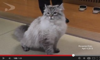 プーチン大統領から秋田県知事に贈られたシベリア猫「ミール」の動画が公開
