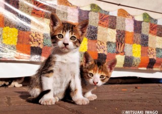 東京都／岩合光昭写真展「ねこ歩き」