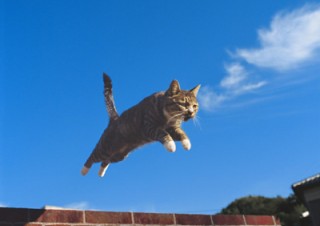 東京都／岩合光昭写真展「ねこ」