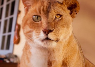 東京都／岩合光昭写真展「ネコライオン」