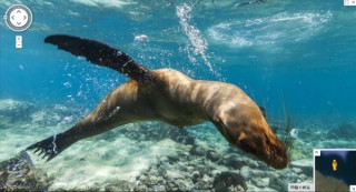 進化論の舞台ガラパゴス諸島にストリートビューが上陸--ゾウガメや海中のアシカも登場
