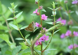 神奈川県／写真展「4キャンパス＋1農場 ―明治大学の自然―」