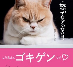 【書籍レビュー】小雪の怒ってなどいない!!