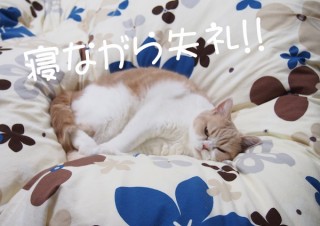 「怒ってなどいない!! 」怒り顔の猫・小雪 フォトコラム Day 01