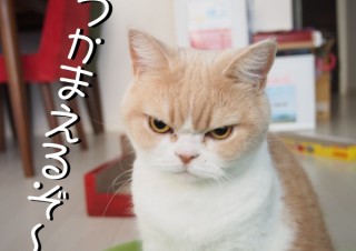 「怒ってなどいない!! 」怒り顔の猫・小雪 フォトコラム Day 02