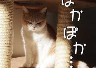 「怒ってなどいない!! 」怒り顔の猫・小雪 フォトコラム Day 03