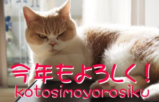 「怒ってなどいない!! 」怒り顔の猫・小雪 フォトコラム Day 04