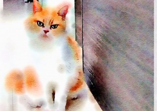 「怒ってなどいない!! 」怒り顔の猫・小雪 フォトコラム Day 05