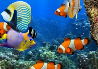iPadが熱帯魚の水族館になる癒し系アプリ「MyReef 3D Aquarium HD」
