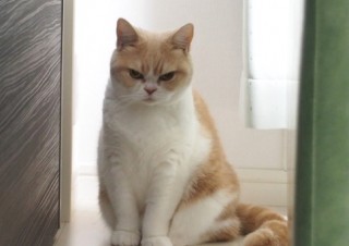 「怒ってなどいない!! 」怒り顔の猫・小雪 フォトコラム Day 06