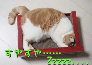 「怒ってなどいない!! 」怒り顔の猫・小雪 フォトコラム Day 07