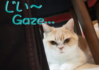 「怒ってなどいない!! 」怒り顔の猫・小雪 フォトコラム Day 08