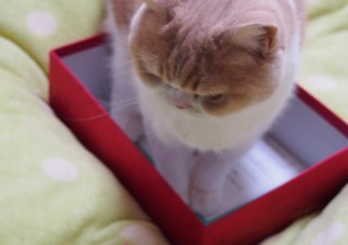 「怒ってなどいない!! 」怒り顔の猫・小雪 フォトコラム Day 09