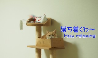 「怒ってなどいない!! 」怒り顔の猫・小雪 フォトコラム Day 10