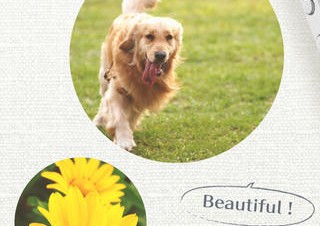 iPhone内の写真をおしゃれにかわいく眺められる「想い出アルバム for フォトコレクション」